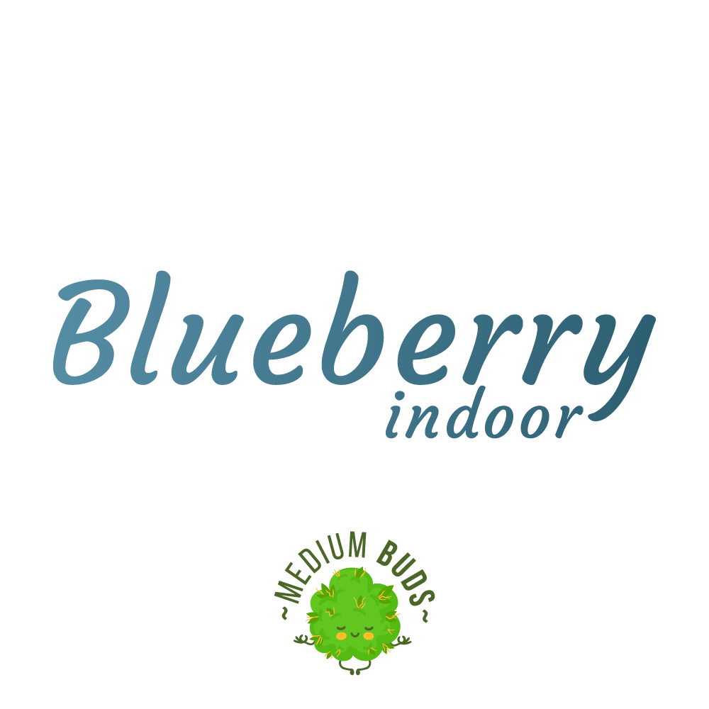 Blueberry Indoor Medium Buds