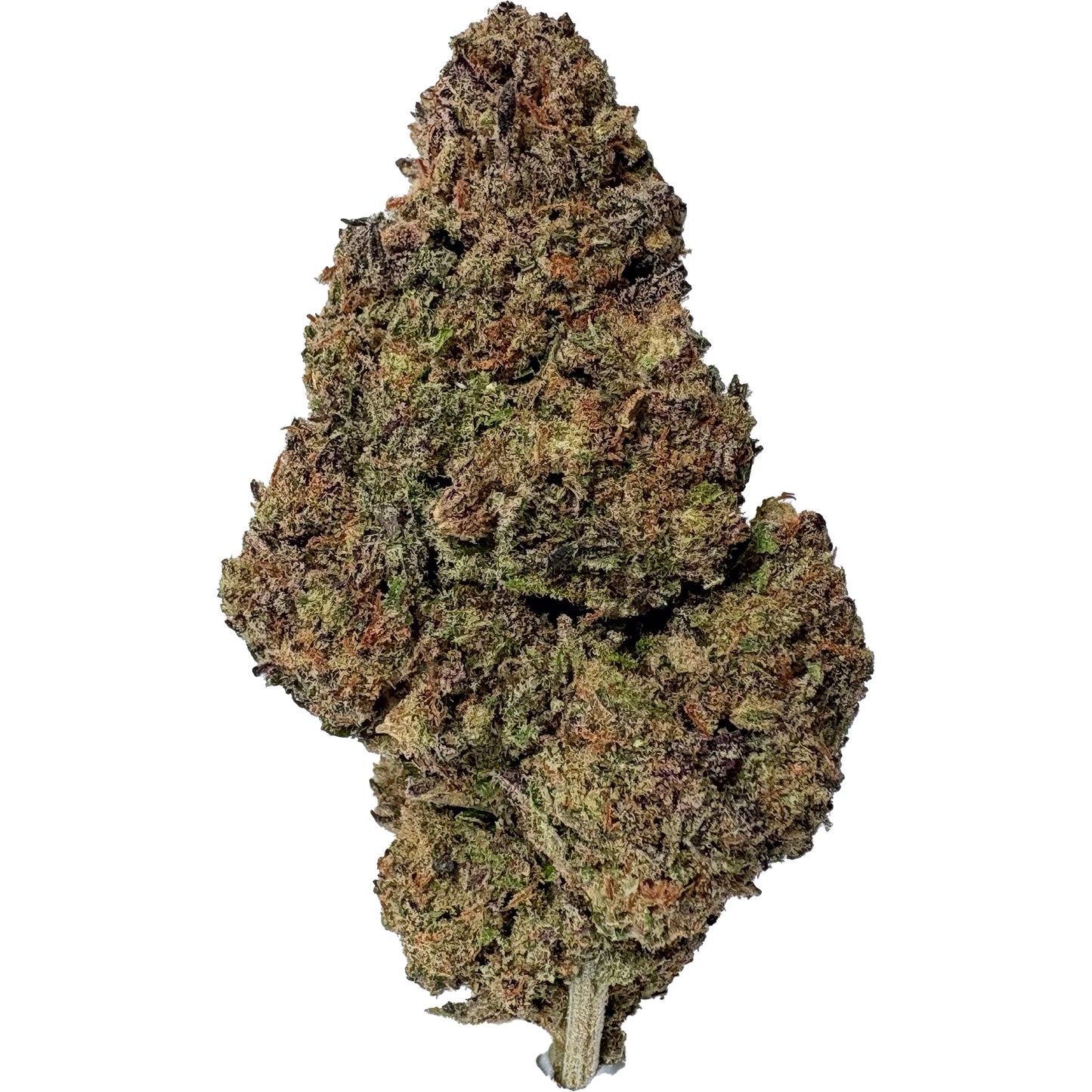 Purple Blueberry Indoor