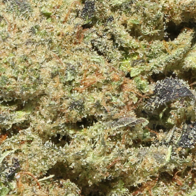 Jack Frost Indoor Medium Buds