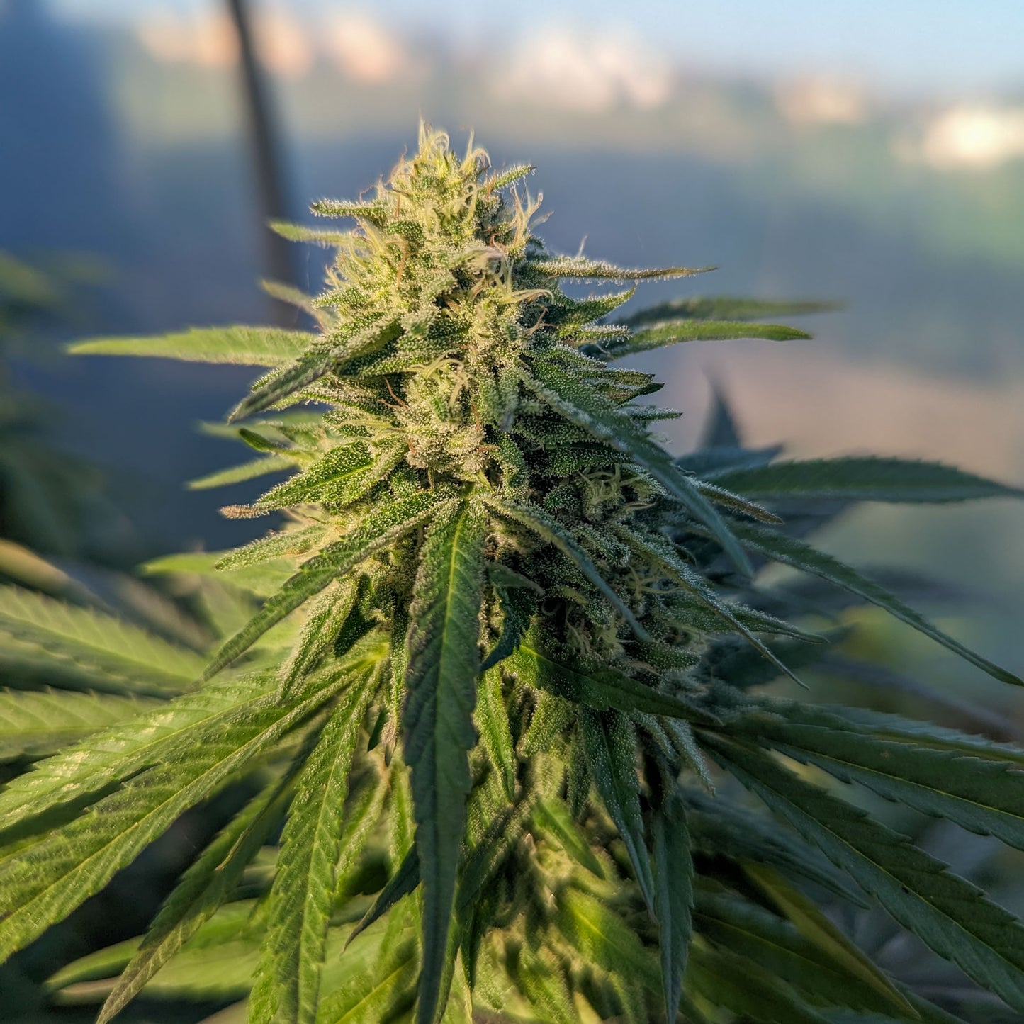 Crystal White Diesel Greenhouse