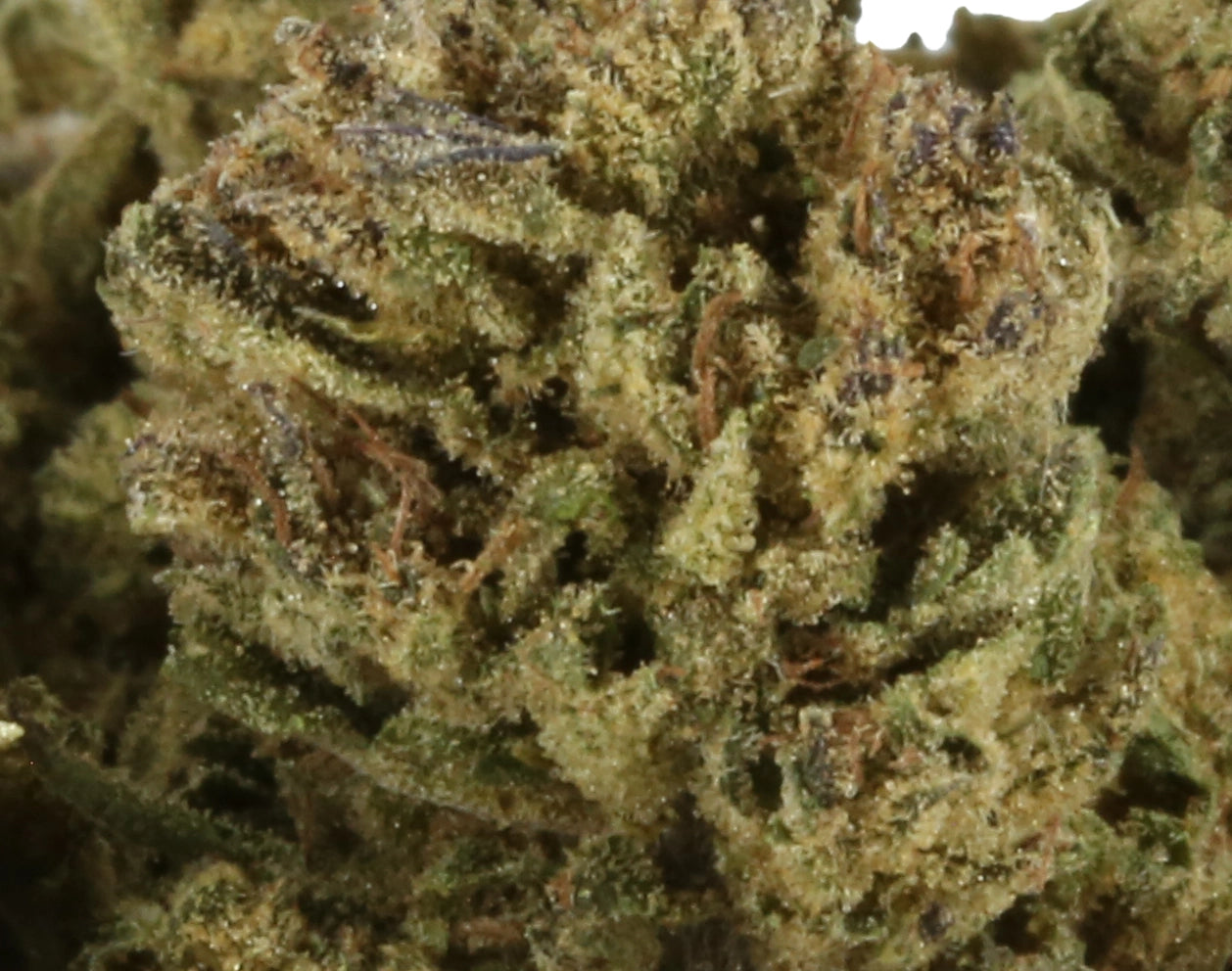 La Fleur du Léman Popcorn