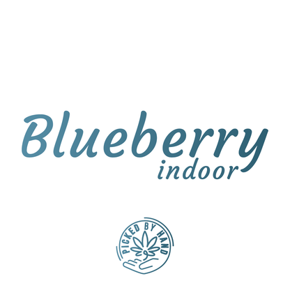 Blueberry Indoor