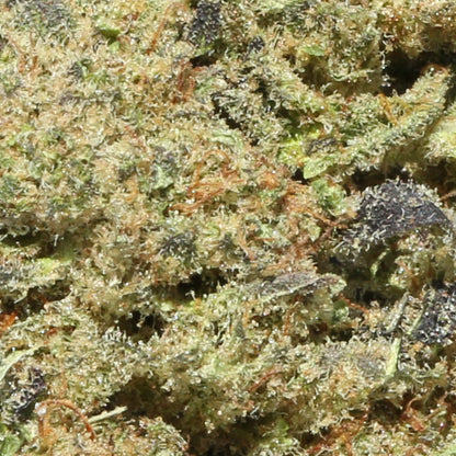 Jack Frost Indoor Medium Buds